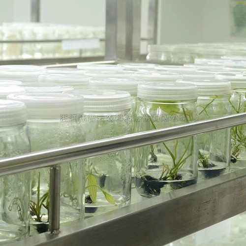 試管苗保存庫 /