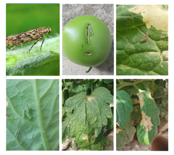 粘蟲板上的番茄潛葉蛾怎麽數？一拍就知道！