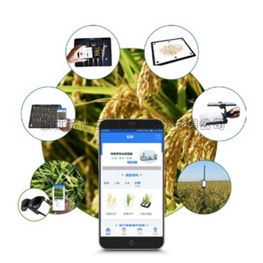 一文詳解水稻表型檢測係統是什麽？