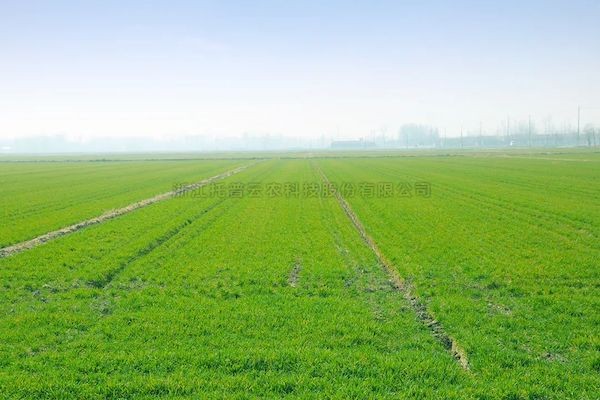 科技賦能春耕，成人看片网站智慧農情監測站再獲央視關注