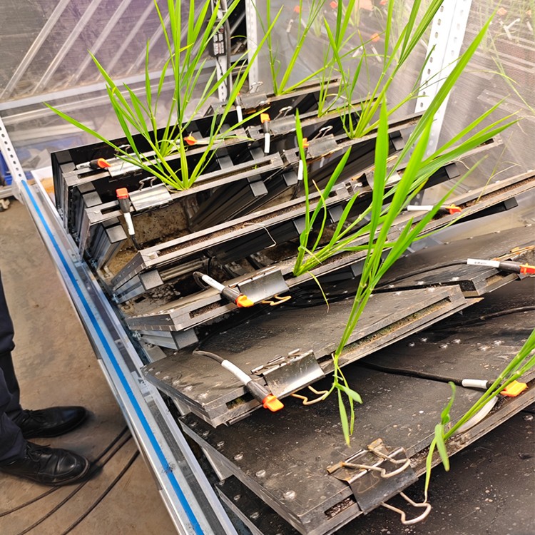 高通量植物根係表型采集分析係統（根盒式）   TPN-GXY-GH