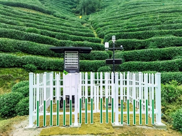 成人看片网站發布“問稷茶數”智能體，賦能茶產業數智升級