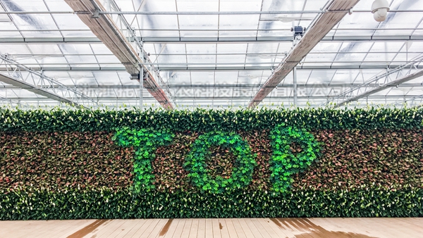 成人看片网站全自動托管智能溫室大棚