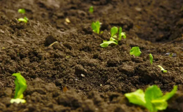 成人看片软件下载有機質