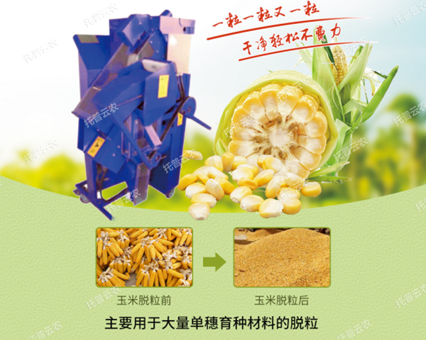 高淨度玉米單穗脫粒機脫粒效果展示