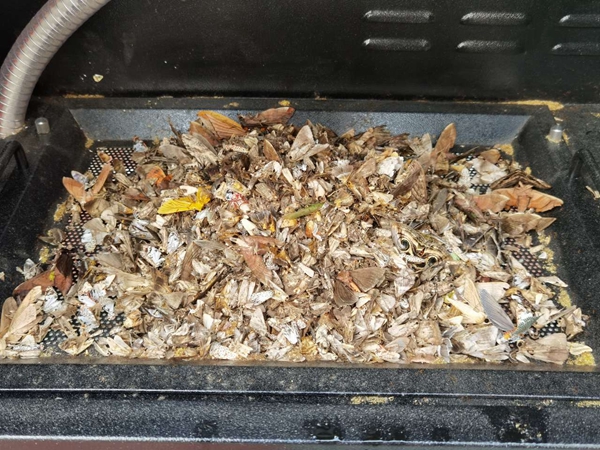 機器誘捕烘幹後的蟲體（部分）