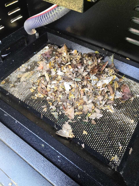 機器誘捕烘幹後的蟲體（部分）