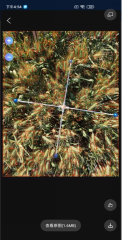 小麥畝穗數測量係統軟件界麵