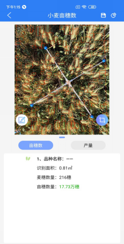 小麥畝穗數測量係統計算結果