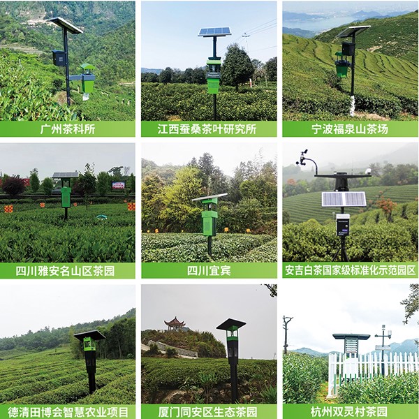 成人看片网站茶園綠色防控技術方案應用